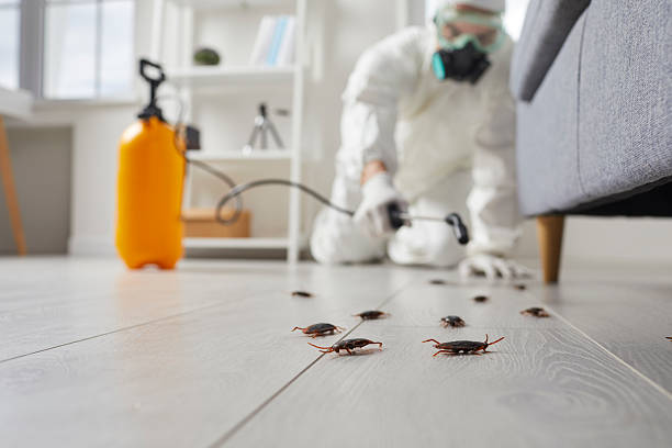 Post-Treatment Bed Bug Interceptor Monitoring in Newcastle